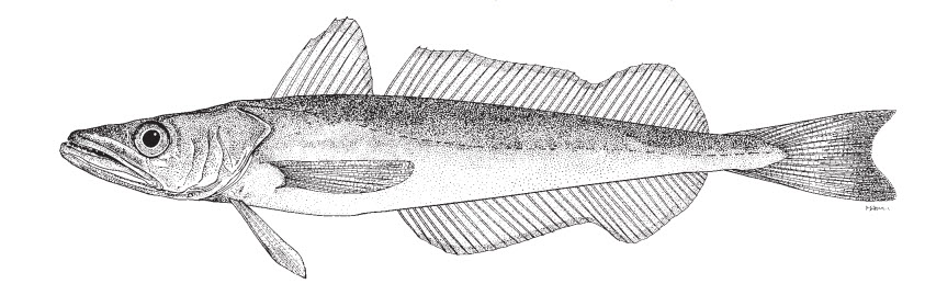 Merluccius capensis_01.jpg
